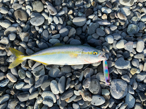 ワカシの釣果