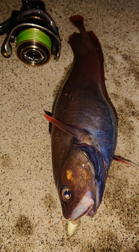 ドンコの釣果