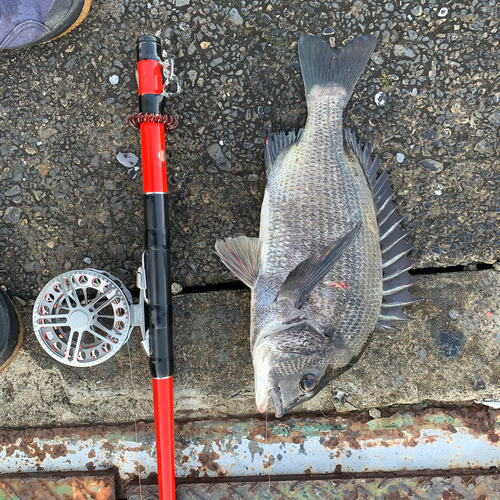 チヌの釣果