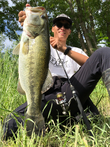 ブラックバスの釣果