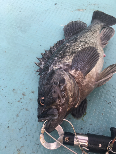 クロソイの釣果