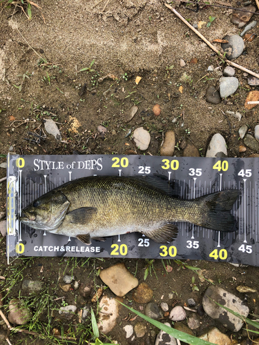 スモールマウスバスの釣果