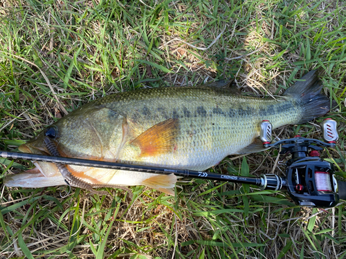 ブラックバスの釣果