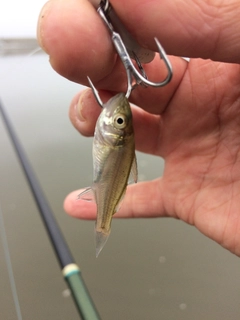 セイゴ（マルスズキ）の釣果