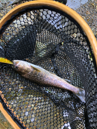 イワナの釣果