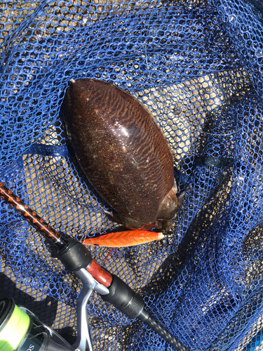 コウイカの釣果