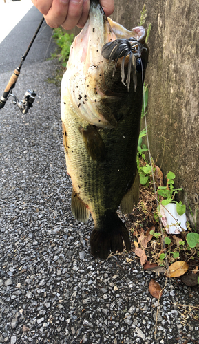 ブラックバスの釣果