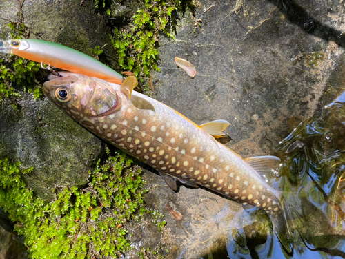 イワナの釣果