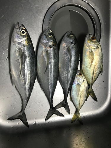 マルアジの釣果