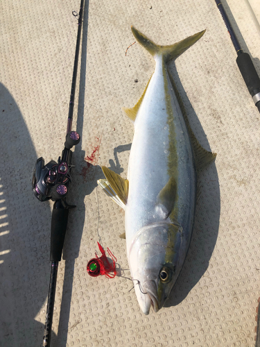 ヒラマサの釣果