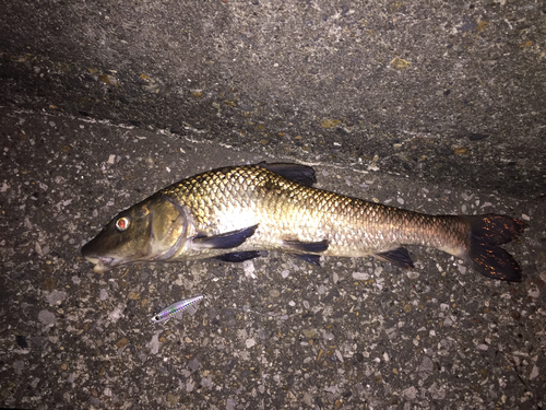 ニゴイの釣果