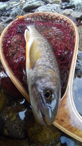 イワナの釣果