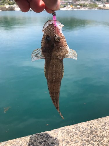 コチの釣果