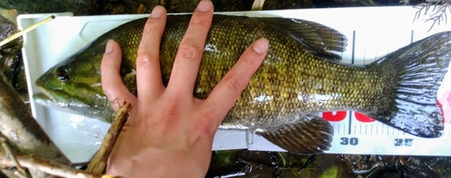 スモールマウスバスの釣果