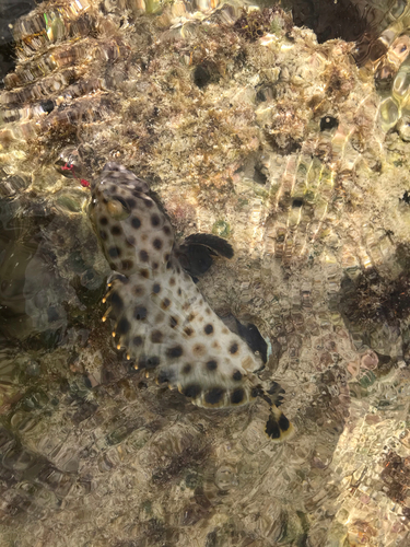 イシミーバイの釣果