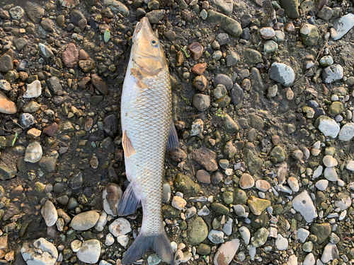 ニゴイの釣果