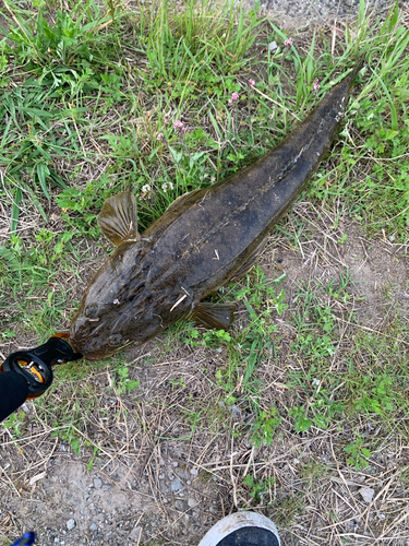 マゴチの釣果