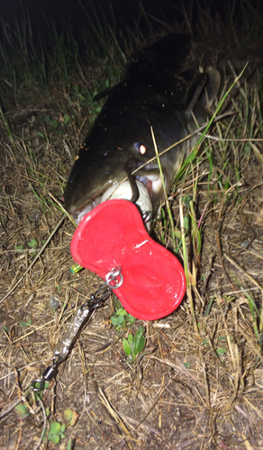 マナマズの釣果