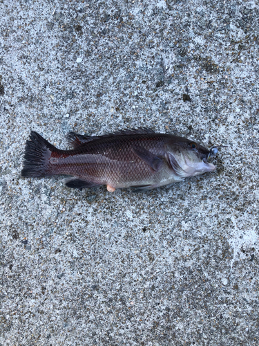 コブダイの釣果