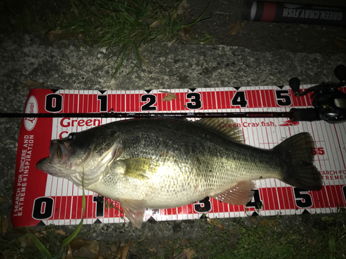 ブラックバスの釣果