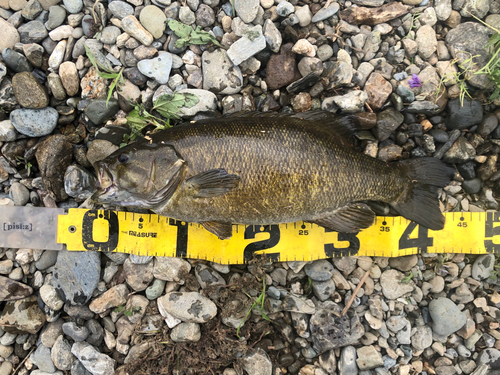 スモールマウスバスの釣果