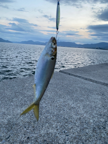 コノシロの釣果