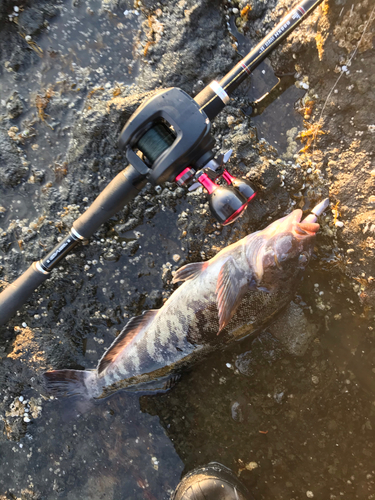 アイナメの釣果