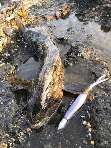 アイナメの釣果