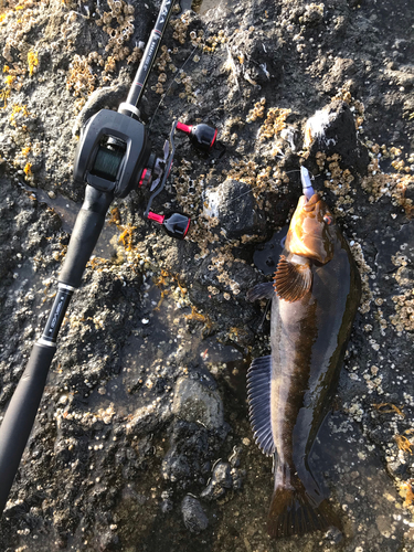 アイナメの釣果