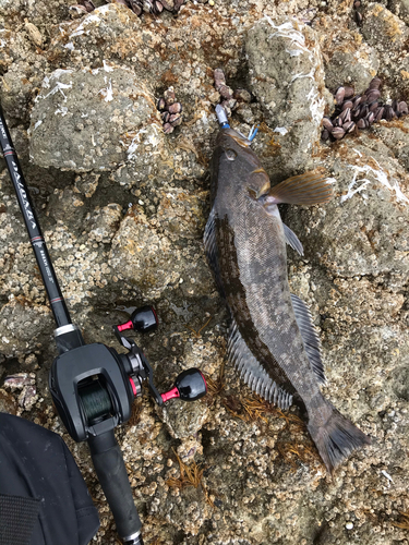 アイナメの釣果