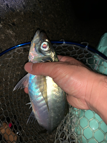 マアジの釣果