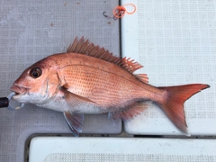 マダイの釣果