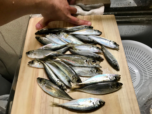 アジの釣果