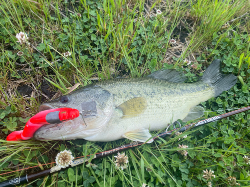 ブラックバスの釣果