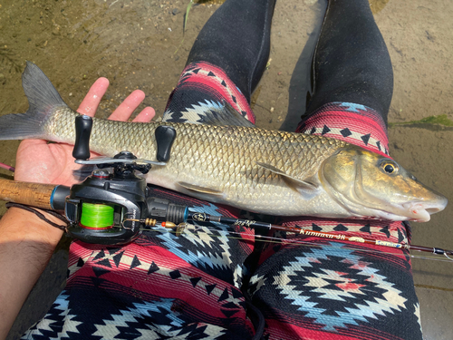 ニゴイの釣果