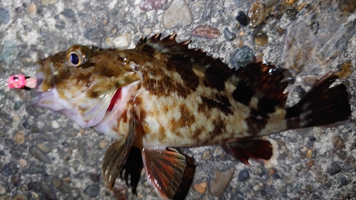 カサゴの釣果