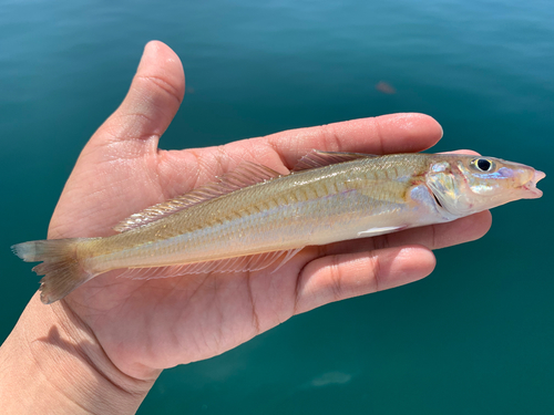 キスの釣果