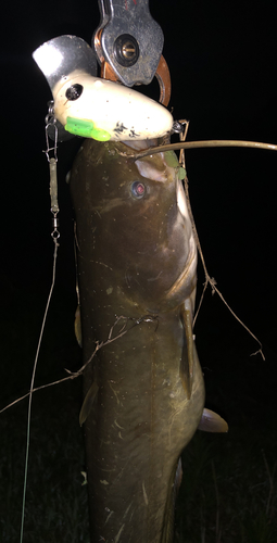 ナマズの釣果