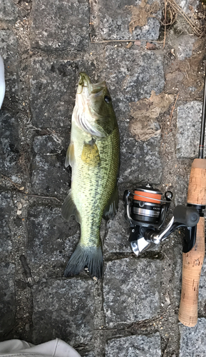 ラージマウスバスの釣果