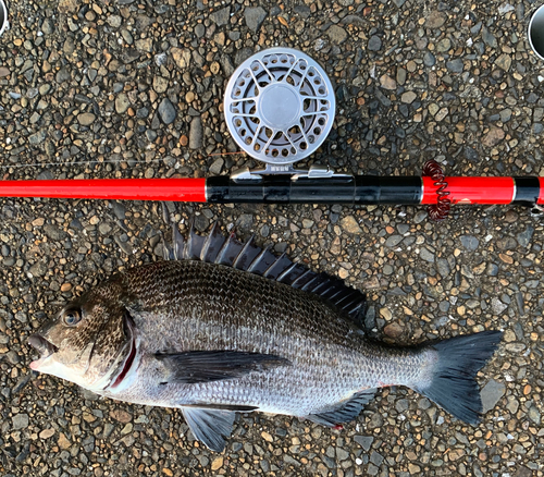 チヌの釣果