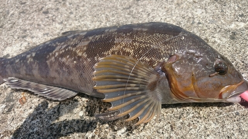 アイナメの釣果