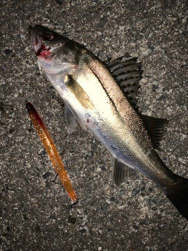 シーバスの釣果