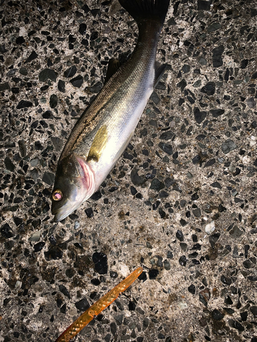 シーバスの釣果