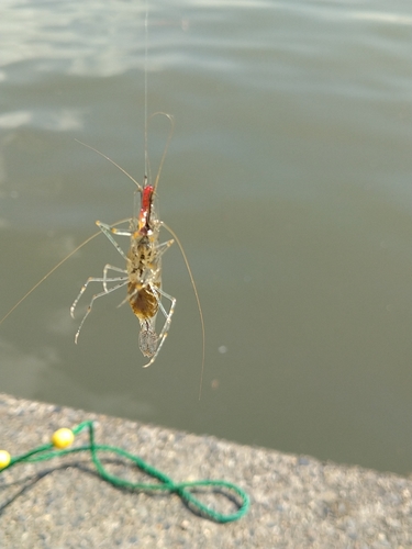 テナガエビの釣果