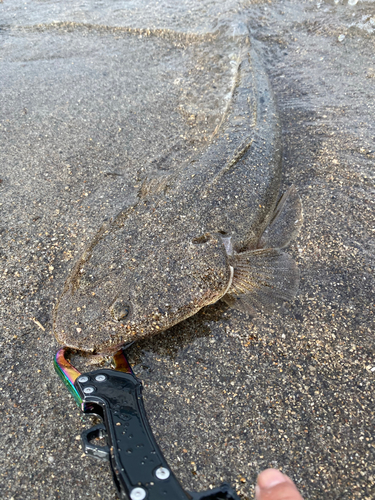 マゴチの釣果