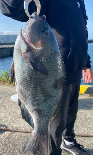 グレの釣果