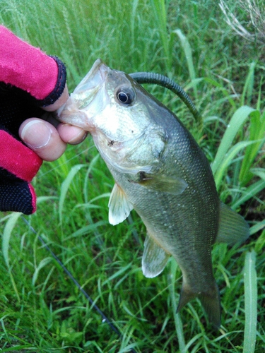 ブラックバスの釣果