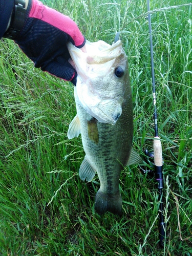 ブラックバスの釣果