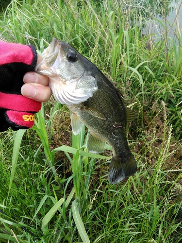 ブラックバスの釣果