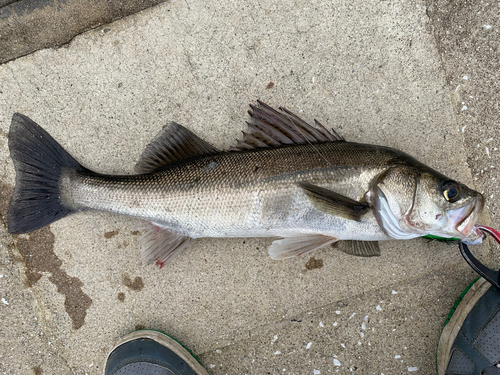 シーバスの釣果